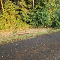 thl1_baum_auf_strasse_02.jpeg