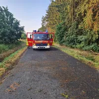 thl1_baum_auf_strasse_01.jpeg